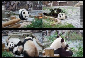 4分割 4分割